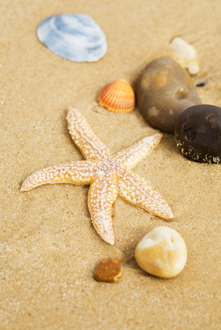 Sandy beach with starfish, seashells and stones