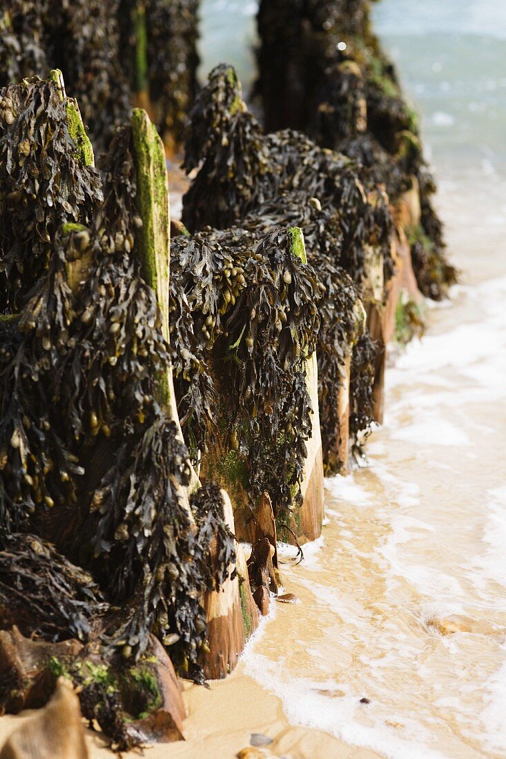 Algen auf Holzpflöcken am Strand