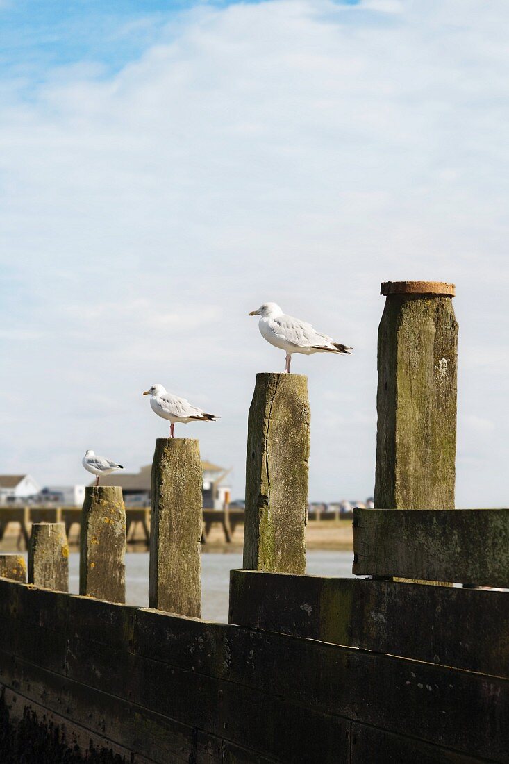 Seaside with gulls on wooden posts