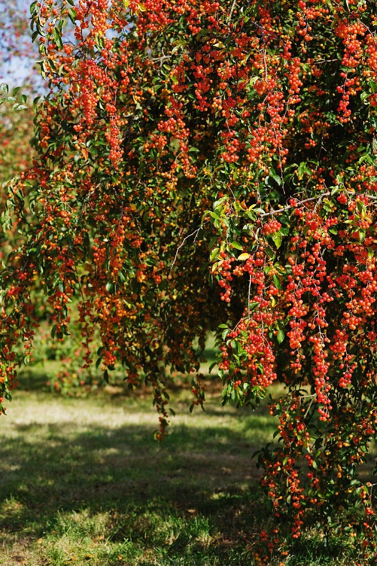 Holzapfelbaum