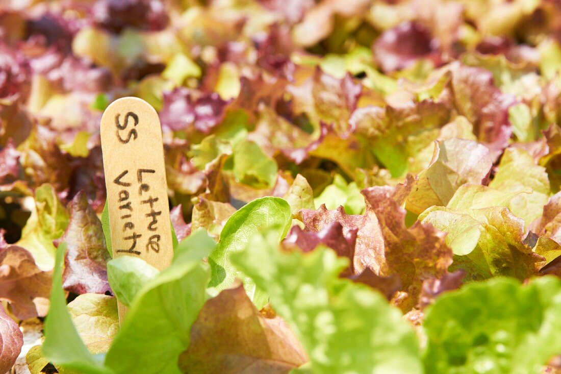 Salatpflanzen mit Schild (bildfüllend)