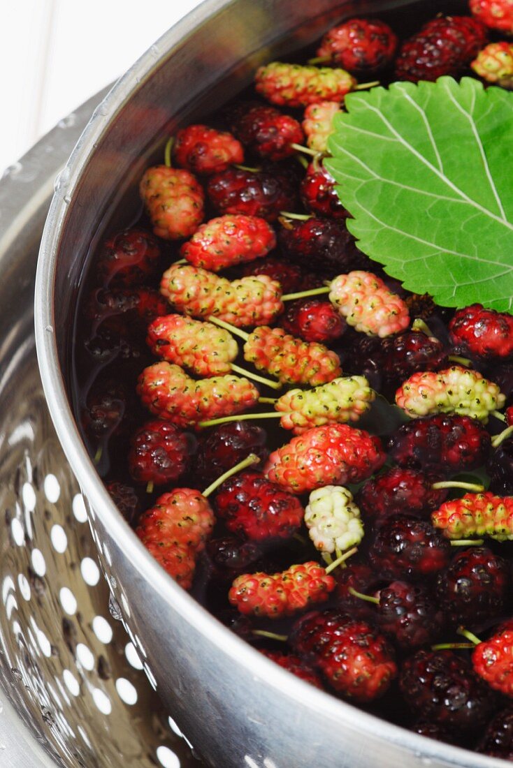 Fresh Mulberries in a Water Bath