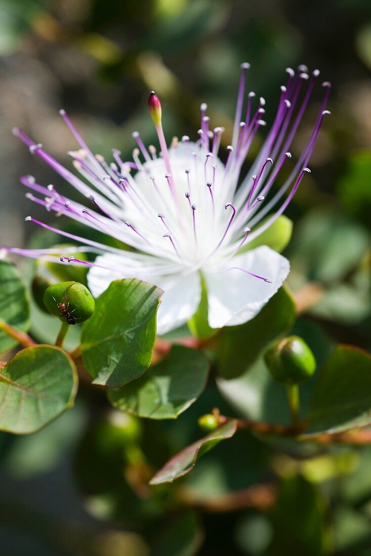 Delicate caper flower amongst leaves and fruits