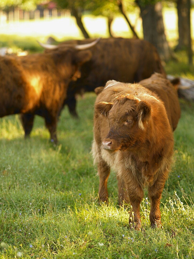 Baby and Adult Brown Cows in Pasture