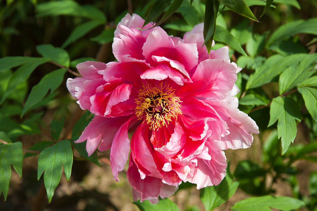 Pfingstrose (Paeonia) in voller Blüte mit grünem Blattwerk im Hintergrund