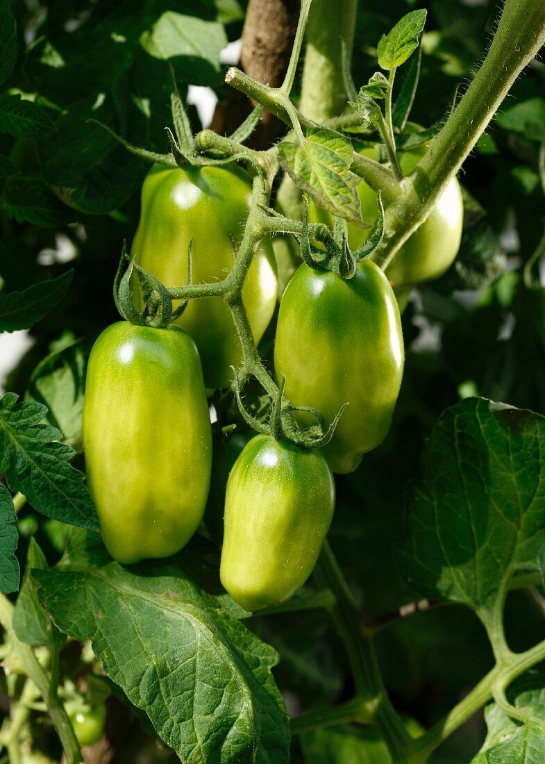 San Marzano Tomaten an der Pflanze
