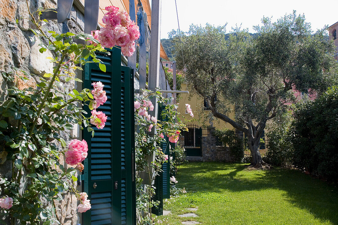 Italienischer Garten mit Olivenbaum und Rosen