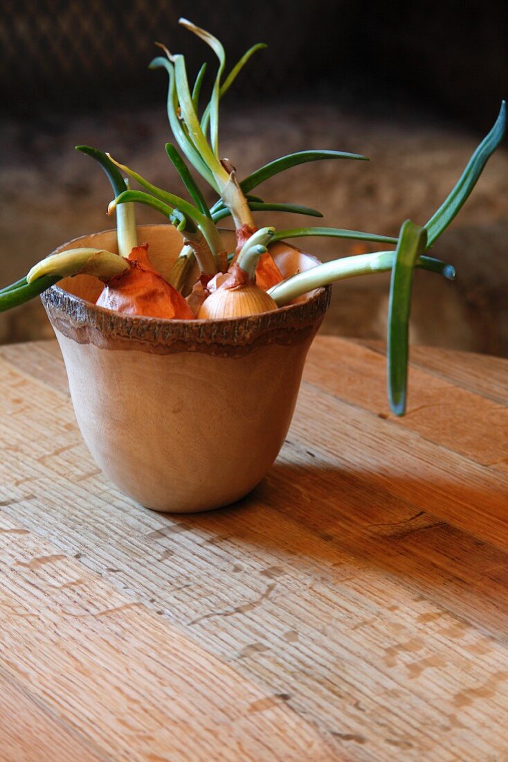 Sprouting onions in pot