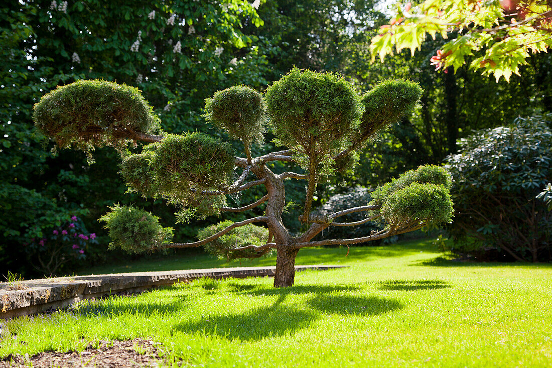 Kunstvoll beschnittener Nadelbaum im sonnigen Garten