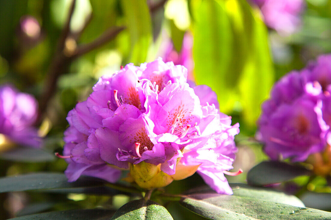 Rhododendron flowers in the sunlight with green foliage in the background