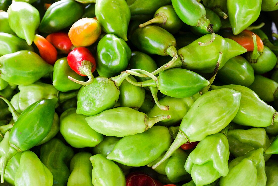 Viele frische Chilischoten aus Martinique (Draufsicht)