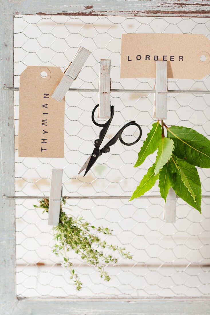 Thyme, scissors and bay leaves hanging from clothes pegs