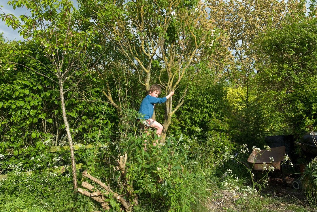 Junge klettert auf Baum im Garten