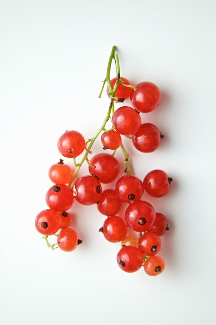 Rote Johannisbeeren auf weißem Grund