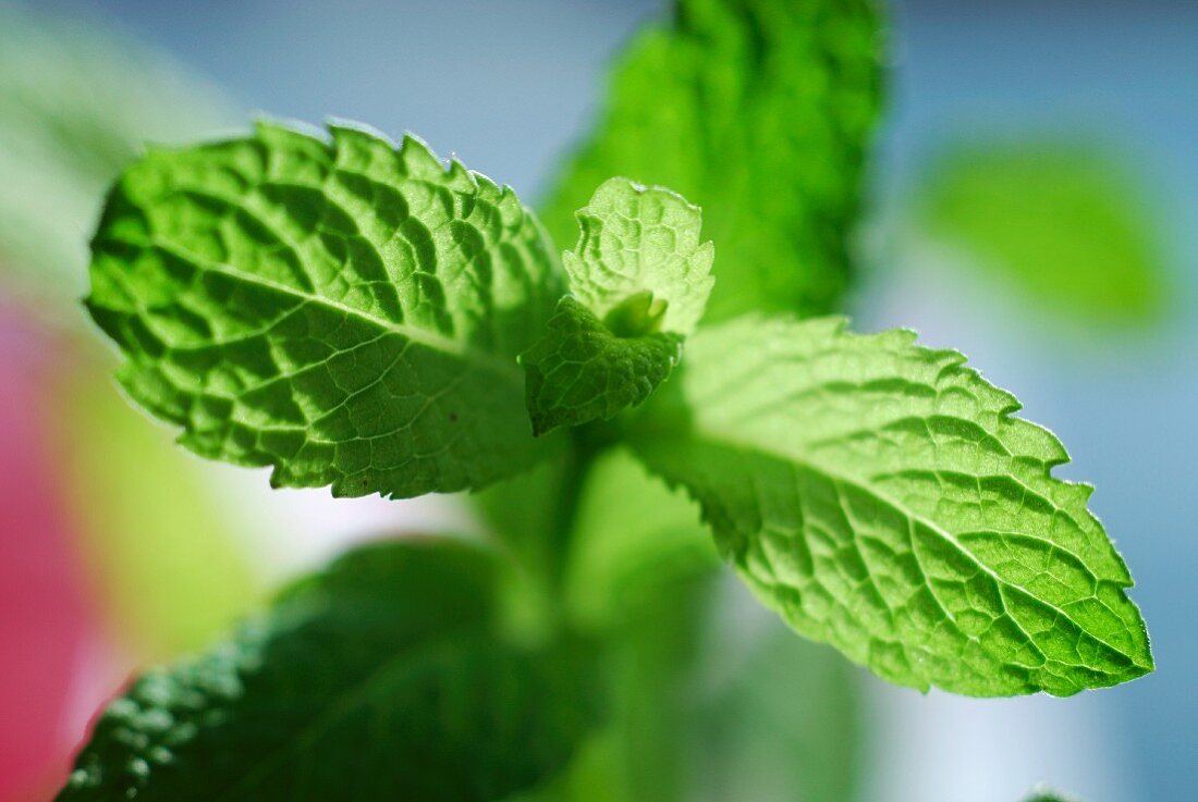 Fresh mint (close-up)