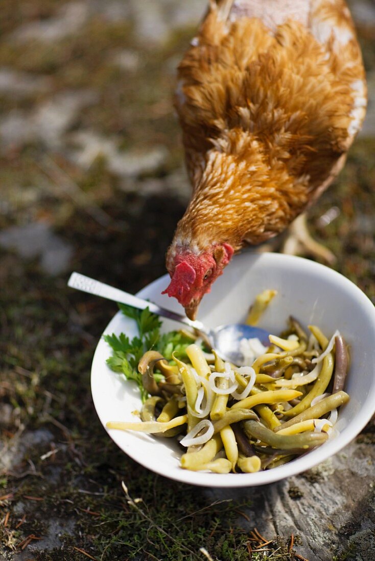 Ein Huhn vor einem Teller Bohnensalat