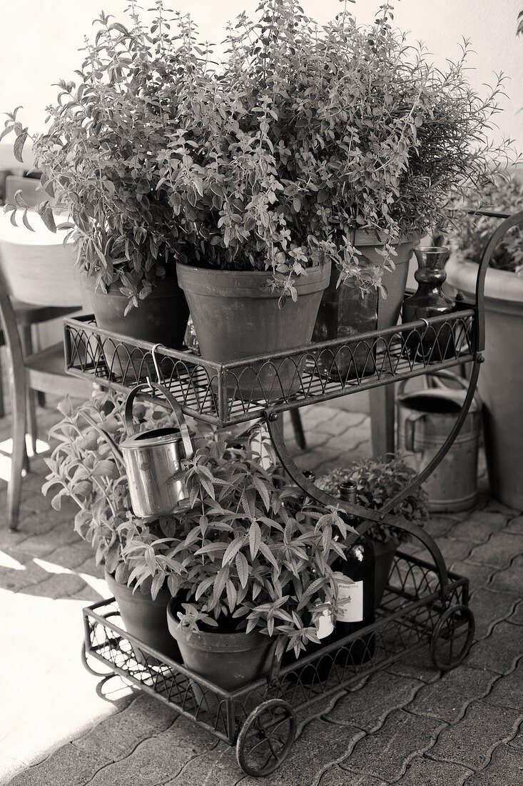 Blumenwagen mit Grünpflanzen auf einer Terrasse