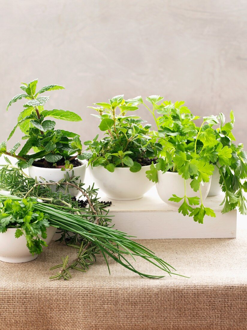 Fresh herbs in white pots
