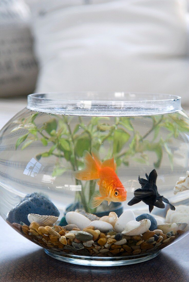 Goldfish in goldfish bowl