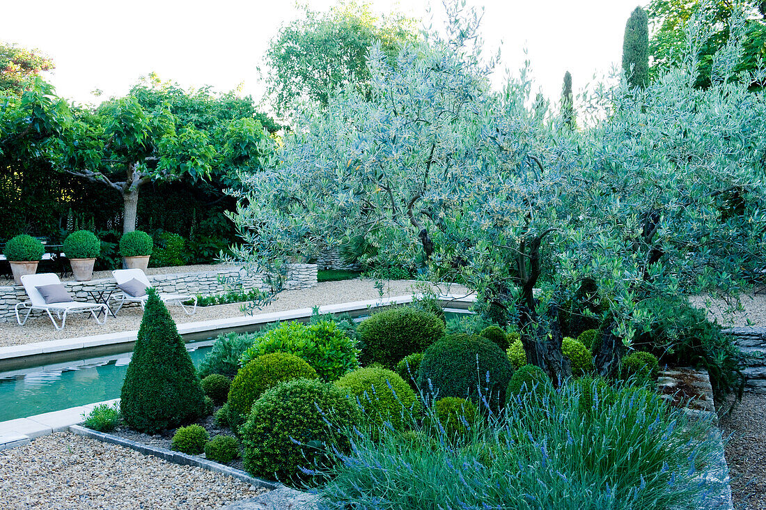 Garden with pool, gravel path and plants