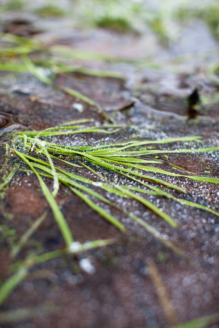 Gefrorene Wasseroberfläche mit Gras