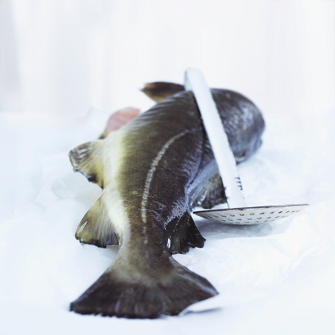 A whole cod and a draining spoon