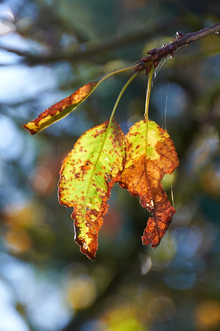 Herbstliche Blätter im Freien