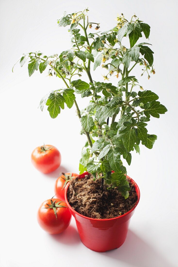 A tomato plant in a pot