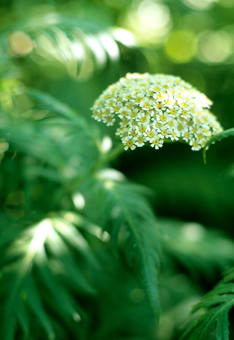 Schafgarbe (Achillea) Blüte im sommerlichen Gartenlicht