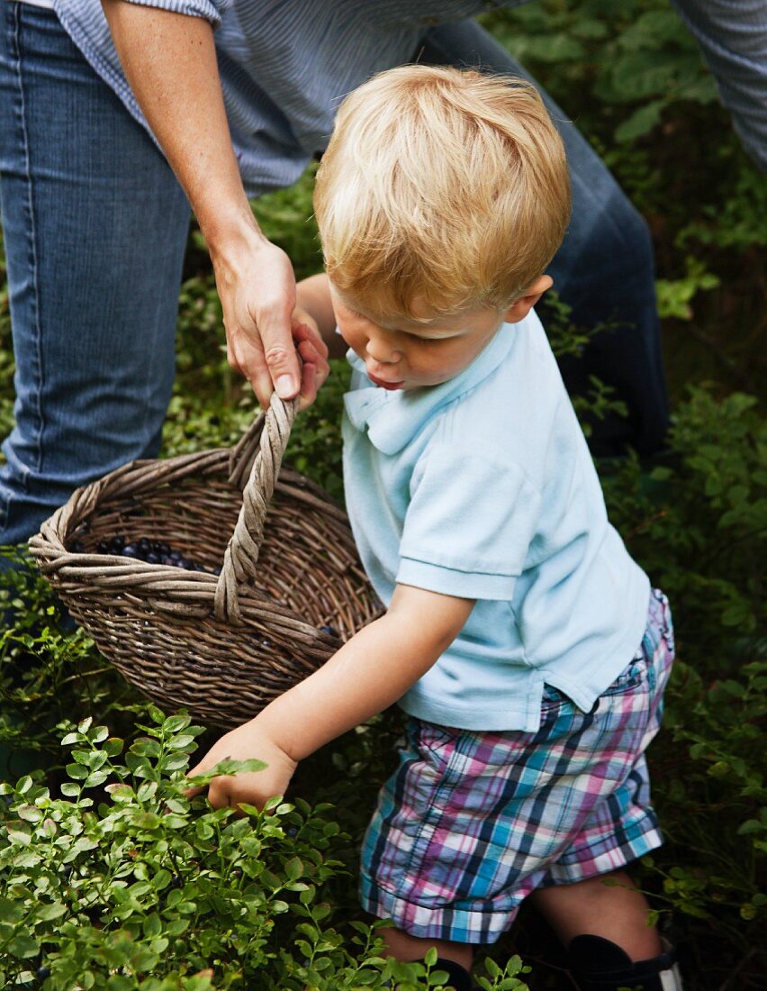 A little boy picking blueberries