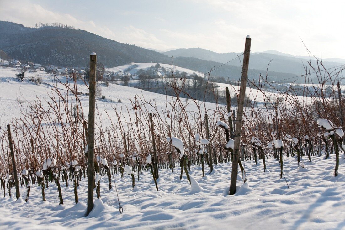 Various vines in the winter (Markgräflerland region)