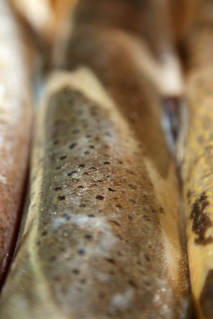 Brown trout skin