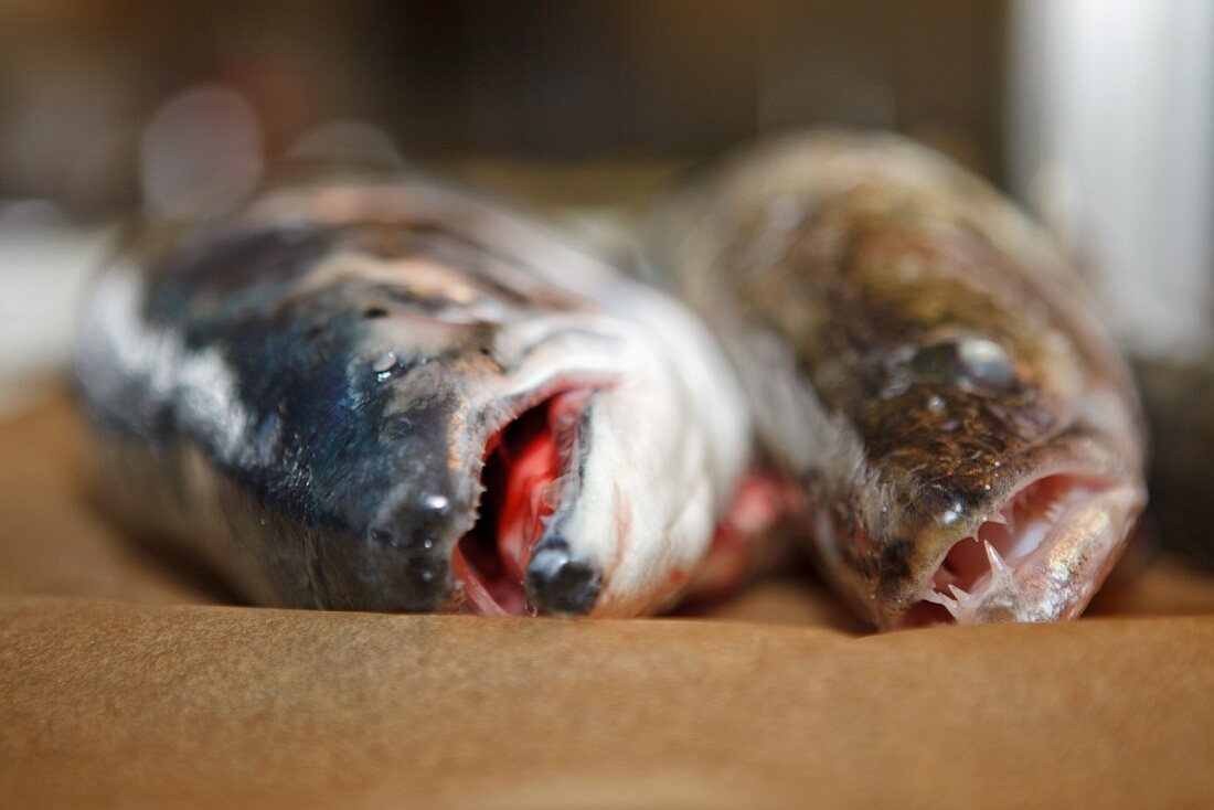 A salmon and a zander