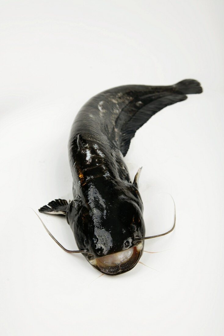 A catfish on a white surface