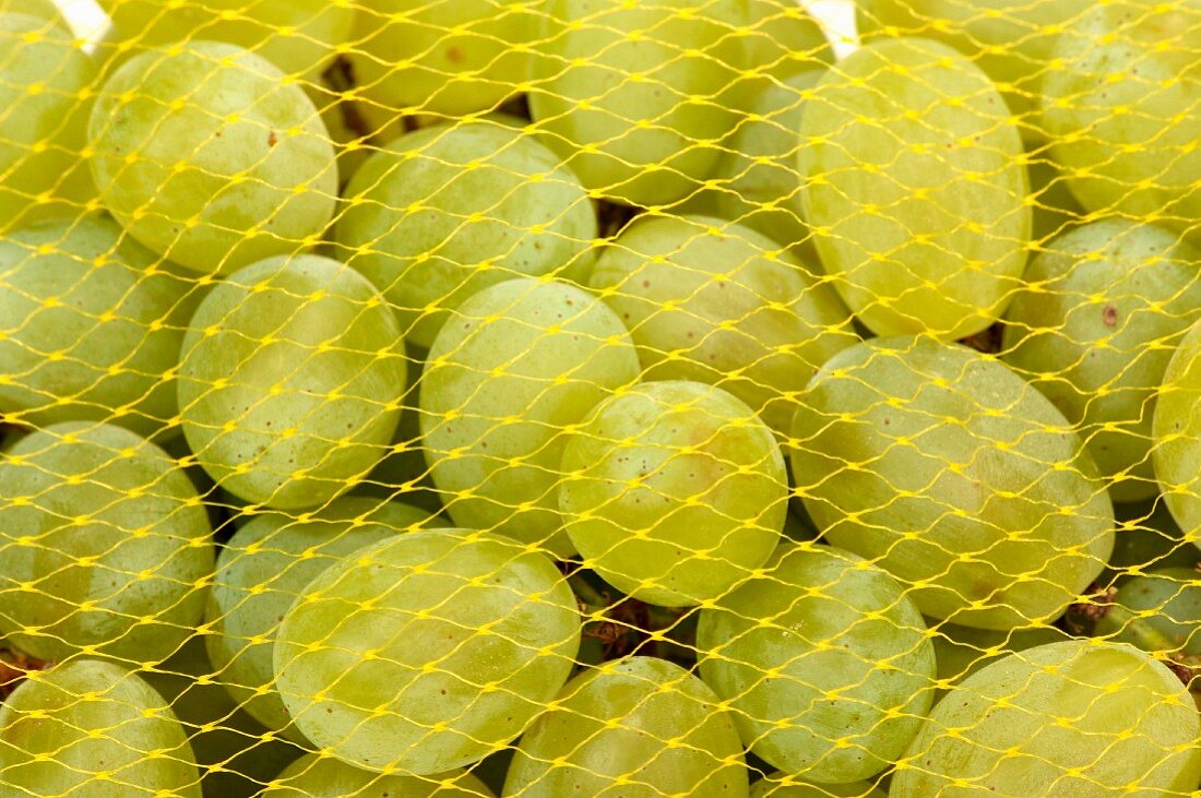 Green grapes in a net