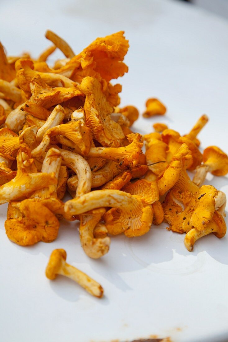 Fresh chanterelles, close-up