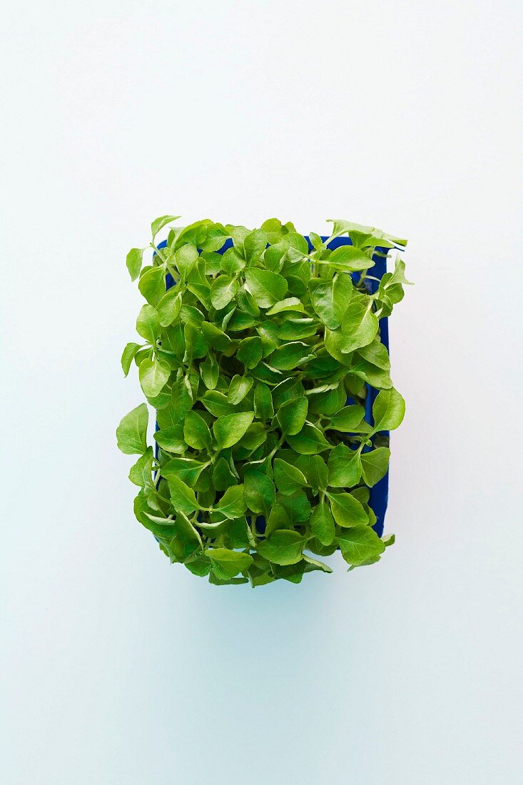 Fresh lemon cress in a plastic punnet