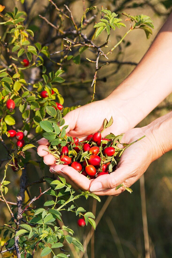 Rosehips being picked