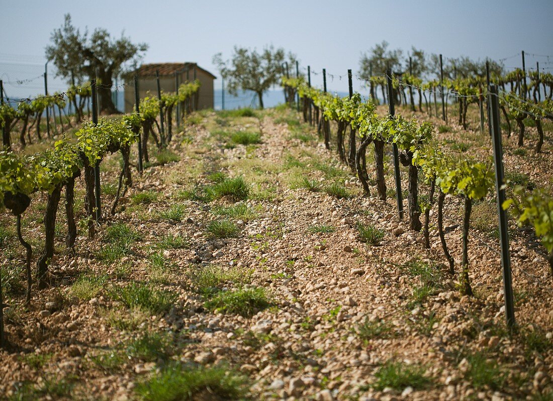 Weinberg in Spanien