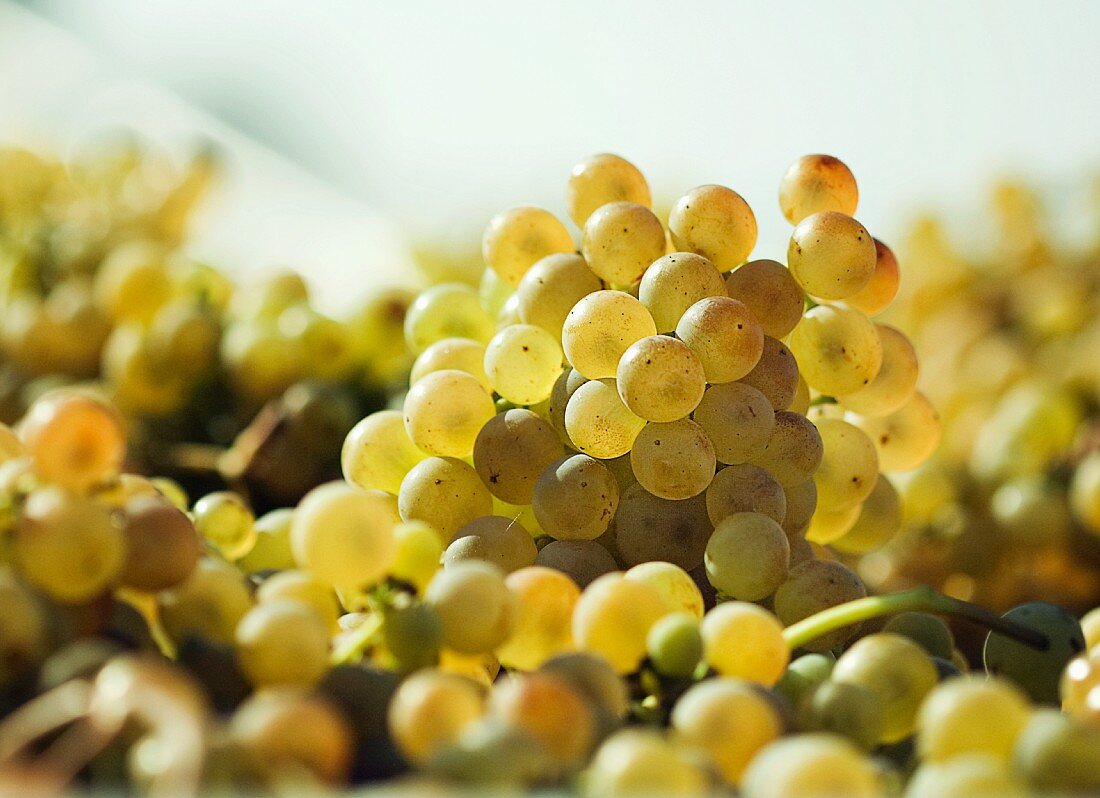 White wine grapes (close-up)