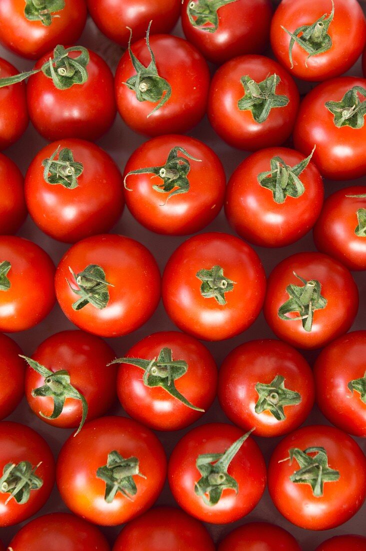 Viele Tomaten der Sorte Roma (Draufsicht)