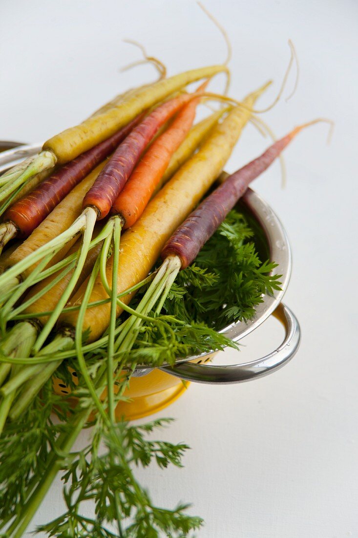 Various types of carrots: yellow carrots (Pfälzer, Lobbericher) and anthonina