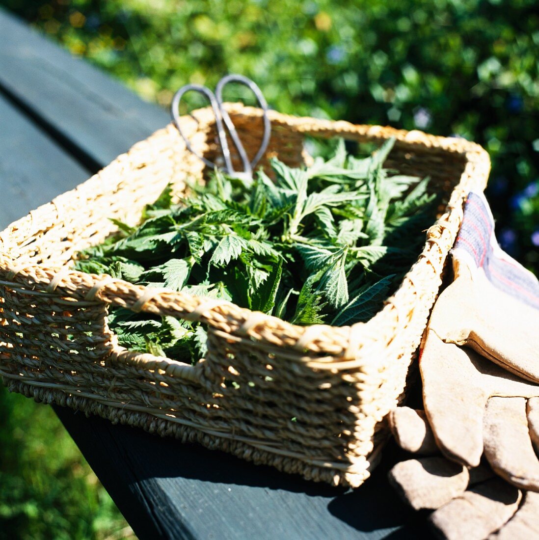 Nettles and herb scissors in a basket