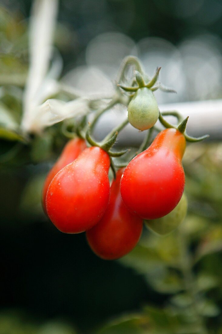 Plum tomatoes on a vine