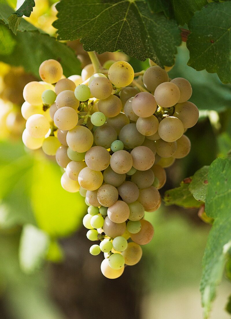 Weintrauben der Sorte Parellada aus Spanien