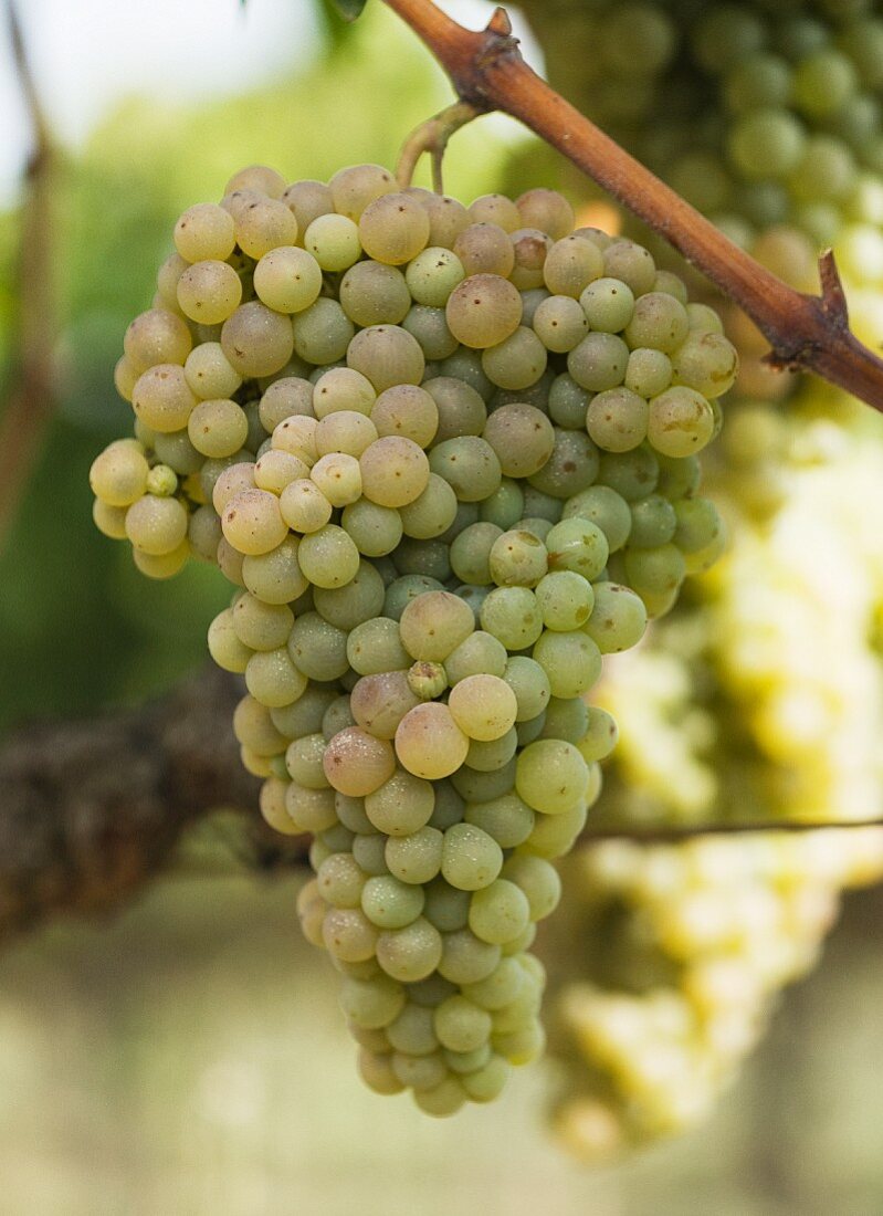Macabeo grapes
