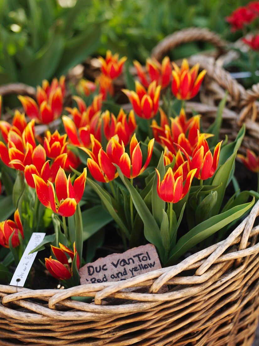 Yellow and red tulips in basket