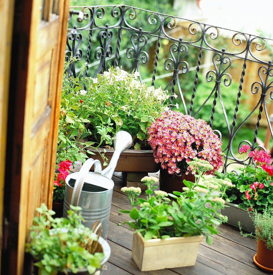 Verschiedene Pflanzen in Töpfen auf dem Balkon