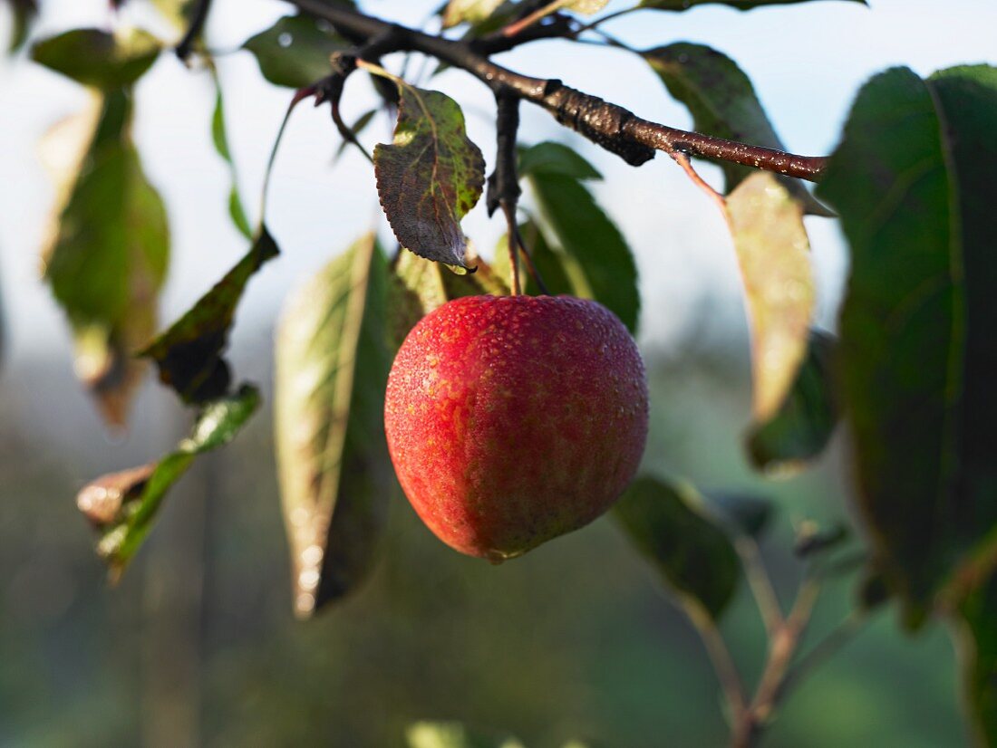 Ein roter Apfel am Zweig