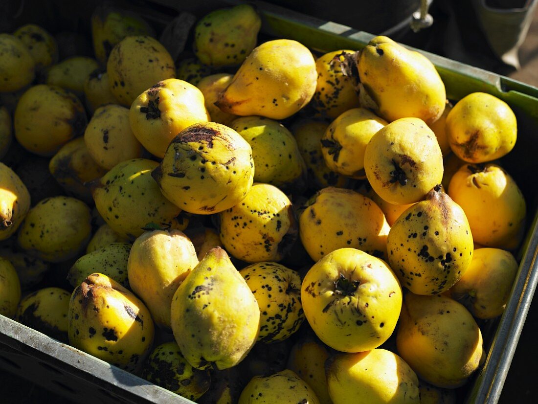 Quinces in a crate